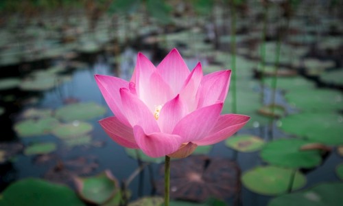 螺旋藻的吃法与做法-袋装螺藻吃法网 | 螺旅藻怎么做好吃,袋装螺藻吃法有哪些